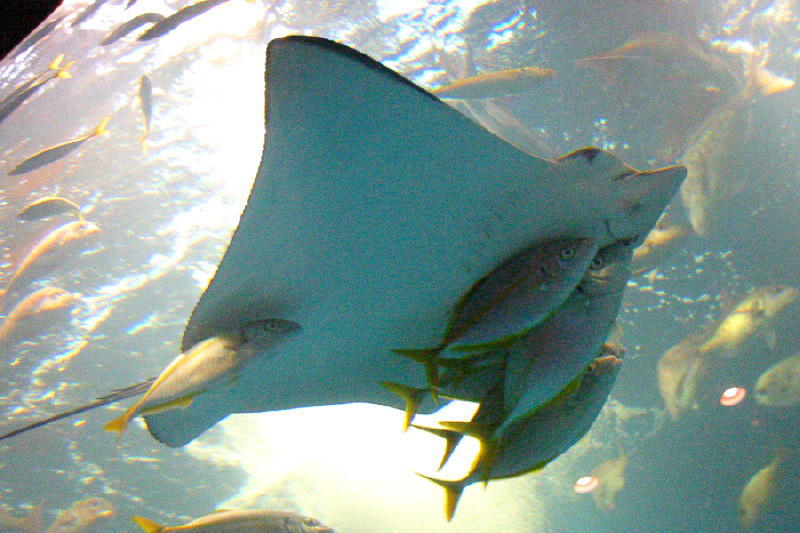 水族館の魚
