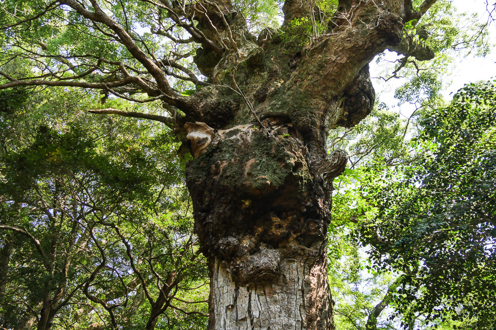 多久頭魂神社-110