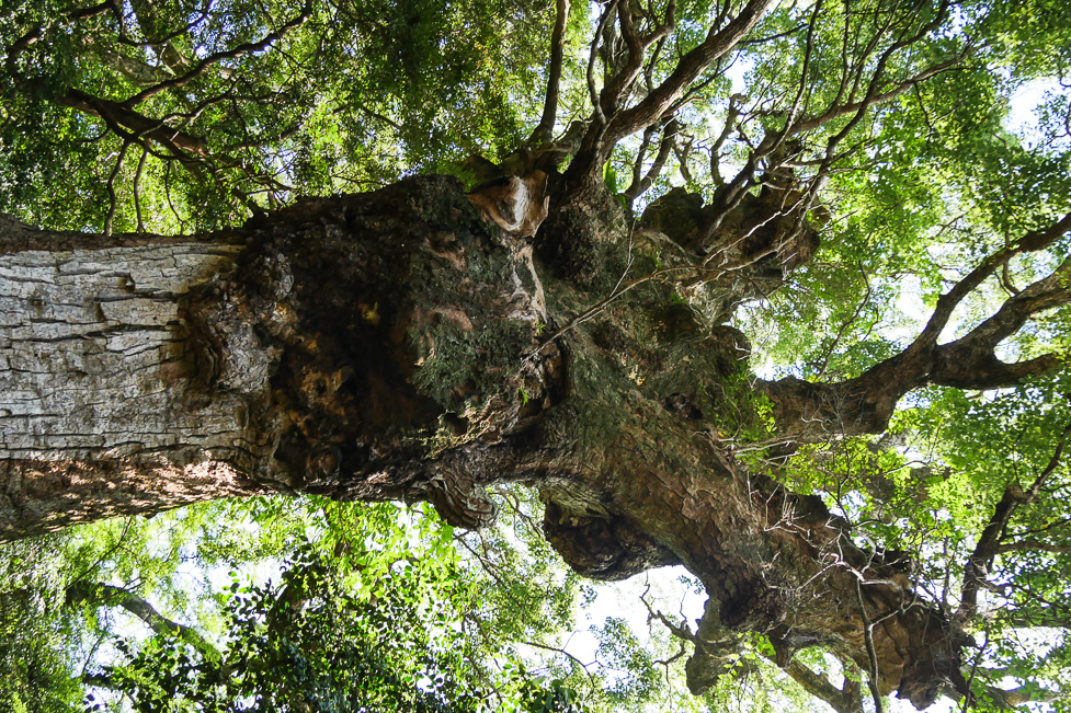 多久頭魂神社-111