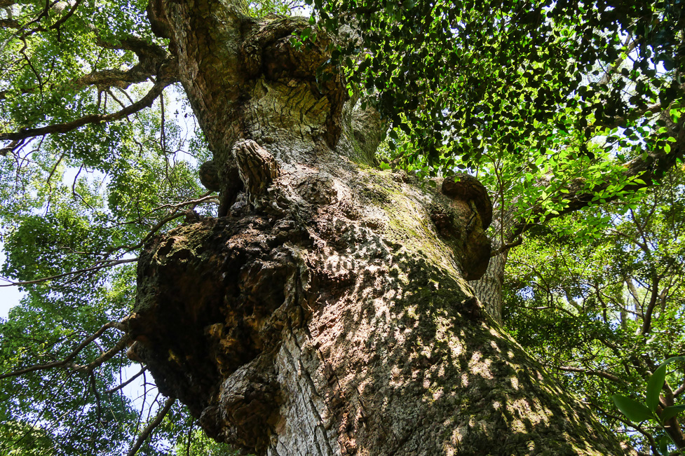 多久頭魂神社-112